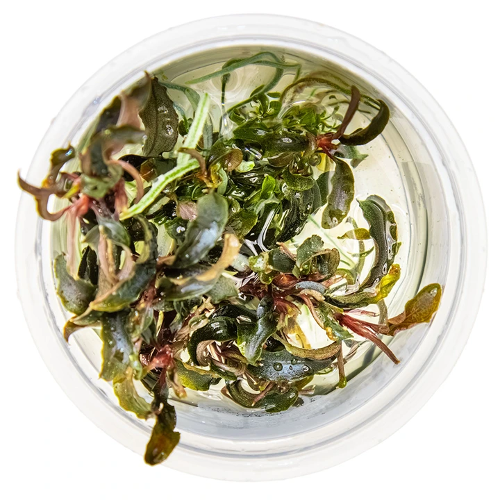 Tropica Bucephalandra Kedagang 1-2-Grow